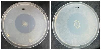 Significance of zinc-solubilizing plant growth-promoting rhizobacterial strains in nutrient acquisition, enhancement of growth, yield, and oil content of canola (Brassica napus L.)